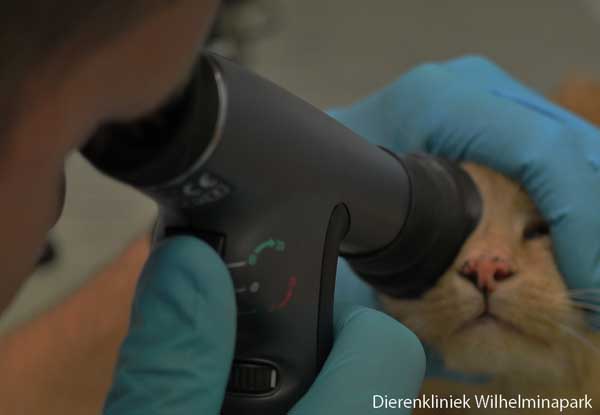 Bij katten die acuut blind worden of die een hoge bloeddruk hebben wordt het oog gespiegeld.
